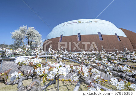 盛開在Nashikkokan的Nijisseiki梨花 97956396