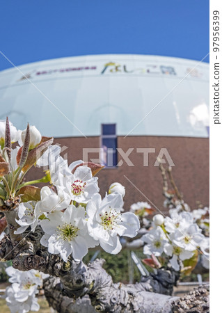 Nijisseiki pear flower blooming in Nashikkokan Nijisseiki pear flower blooming in Nashikkokan 97956399