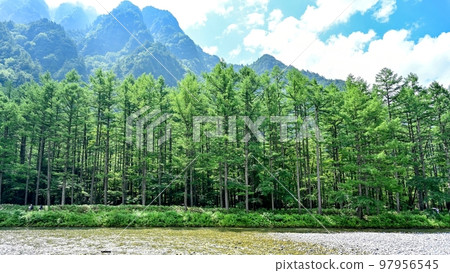 藍天背景@長野縣上高地新鮮綠色落葉松森林的風景 97956545