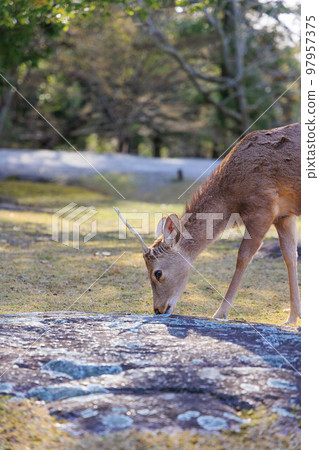 奈良公園的鹿[日本：奈良] 97957375