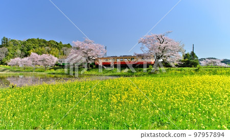 春天的千葉小湊鐵道停靠在油菜花盛開的伊急站（板部站）的電車 97957894