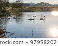 A swan relaxing against the backdrop of cattail ears 97958202
