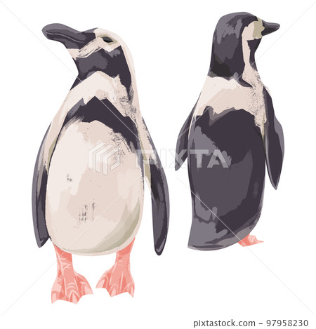 Penguin hand drawn watercolor style illustration Penguin hand drawn watercolor style illustration 97958230