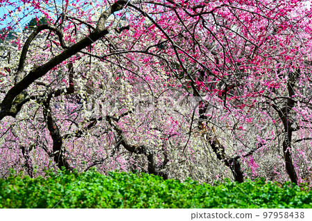 Inabe City Plum Grove Park Plum blossoms in full bloom 97958438