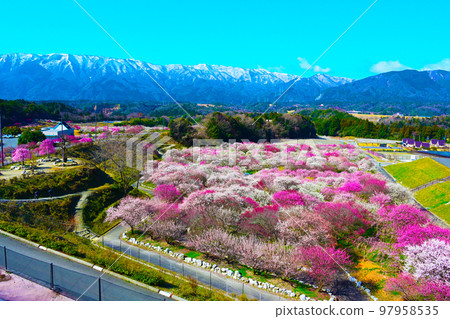 Inabe City Plum Grove Park Plum blossoms in full bloom Inabe City Plum Grove Park Plum blossoms in full bloom 97958535