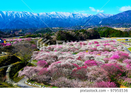 因鍋市梅林公園梅花盛開 97958536