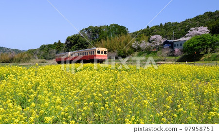 Chiba Kominato Railway in spring A local train (Kiha 200) running through the field of rapeseed flowers in Ishigami 97958751