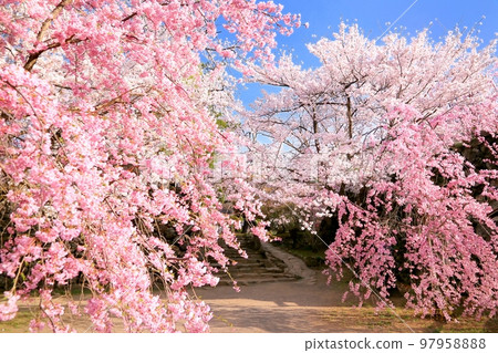 Cherry blossoms at Komoro Honkakoen 97958888