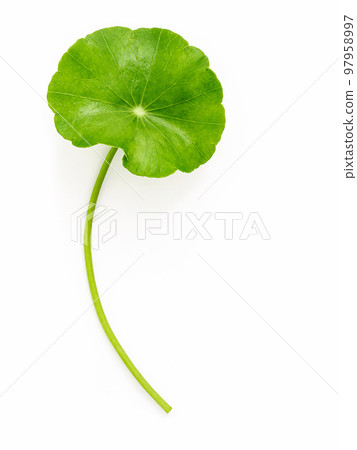 Close up centella asiatica leaves with rain drop isolated on white background top view. 97958997