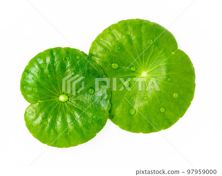 Close up centella asiatica leaves with rain drop in petri dish isolated on white background top view. 97959000