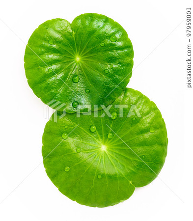 Close up centella asiatica leaves with rain drop in petri dish isolated on white background top view. 97959001