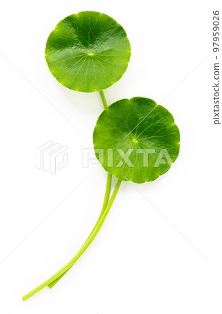 Centella asiatica leaves isolated on white background. 97959026