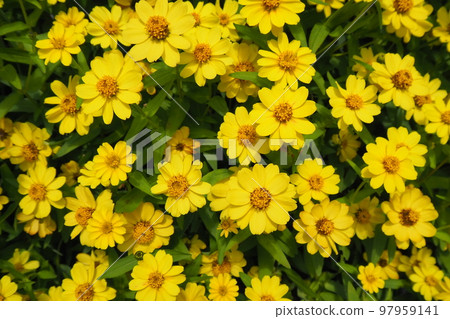 Yellow flowers Yellow flowers 97959141