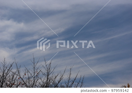 Winter sky scenery with thin white clouds in motion, blue sky and withered tree branches Winter sky scenery with thin white clouds in motion, blue sky and withered tree branches 97959142