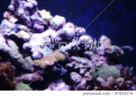 Icon auto alignment background wallpaper 97959174