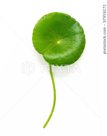 Close up centella asiatica leaves with rain drop isolated on white background top view. 97959272