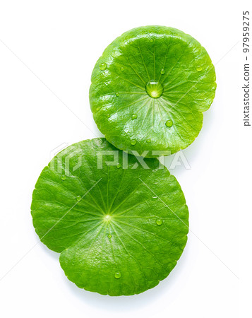 Close up centella asiatica leaves with rain drop isolated on white background top view. 97959275
