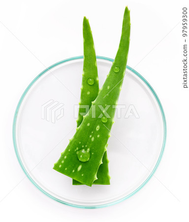 Close up aloe vera with water drops isolated on white background. 97959300