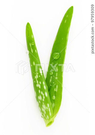 Close up aloe vera with water drops isolated on white background. Close up aloe vera with water drops isolated on white background. 97959309