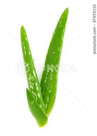 Close up aloe vera with water drops isolated on white background. Close up aloe vera with water drops isolated on white background. 97959310