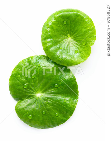 Close up centella asiatica leaves with rain drop isolated on white background top view. Close up centella asiatica leaves with rain drop isolated on white background top view. 97959327