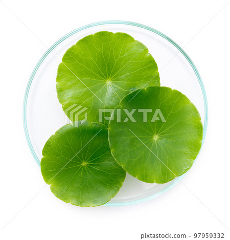 Close up centella asiatica leaves with rain drop in petri dish isolated on white background top view. Close up centella asiatica leaves with rain drop in petri dish isolated on white background top view. 97959332