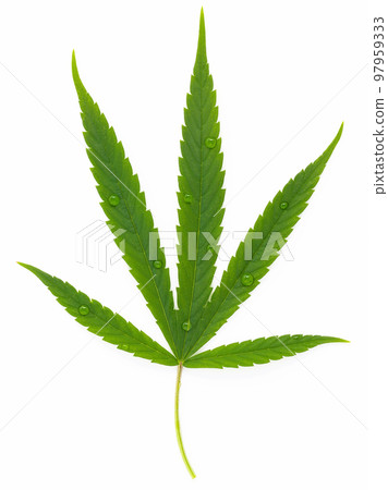 Green cannabis leaves with glass bottle of cannabis oil reflection isolated on white background. Marijuana hemp .(Cannabis sativa or Cannabis indica) Green cannabis leaves with glass bottle of cannabis oil reflection isolated on white background. Marijuana hemp .(Cannabis sativa or Cannabis indica) 97959333