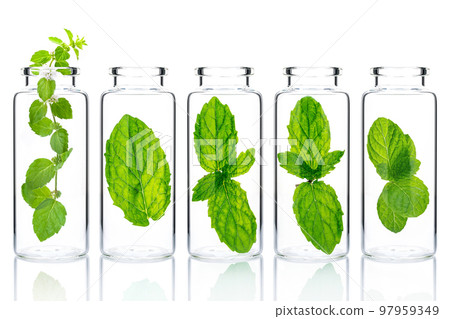 Bottles of essential oil with mint isolated on white background. Bottles of essential oil with mint isolated on white background. 97959349
