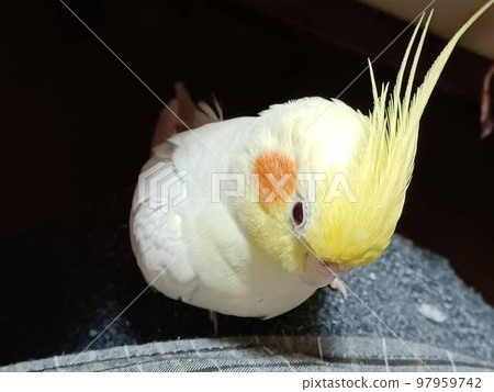 Cockatiel relaxing on your lap 97959742