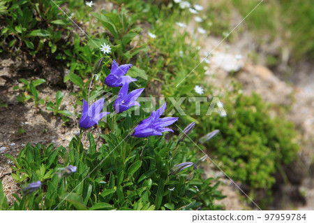 Chishima gikyo (alpine plant) Chishima gikyo (alpine plant) 97959784