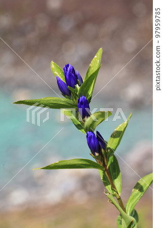 Oyama Gentian and Gentian Pond 97959785