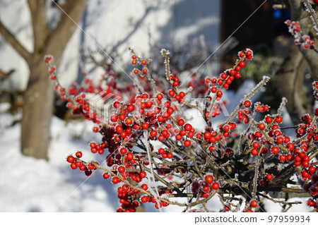 一個寒冷的冬日早晨 一個寒冷的冬日早晨 97959934