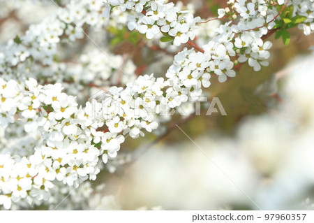 雪柳 雪柳 97960357