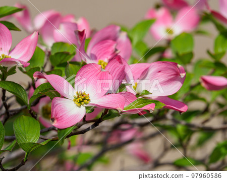 像櫻花一樣美麗的山茱萸花 97960586