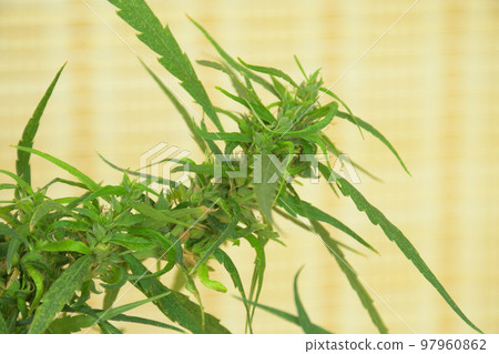 Marijuana, or Cannabis narcotic medicinal herbs. 97960862