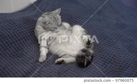 The cat licks itself lying on the bed. British gray cat monitors hygiene. 97960875