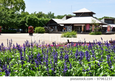 Kanagawa Prefectural Sagamihara Park: A cafe/shop and a flower bed full of flowers 97961237