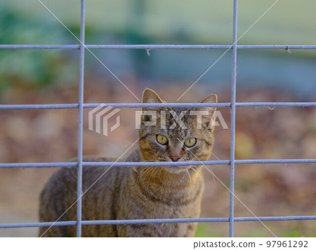 cat and wire mesh cat and wire mesh 97961292