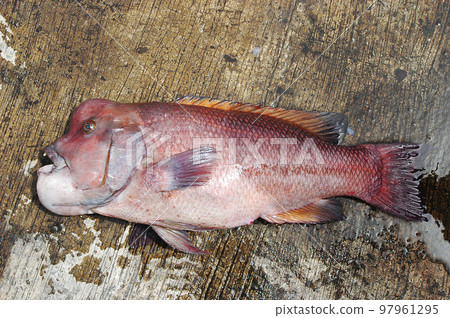 新鮮捕獲的亞洲羊頭瀨魚 97961295