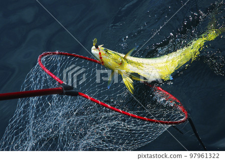 一條被球網捕獲的海豚魚 一條被球網捕獲的海豚魚 97961322