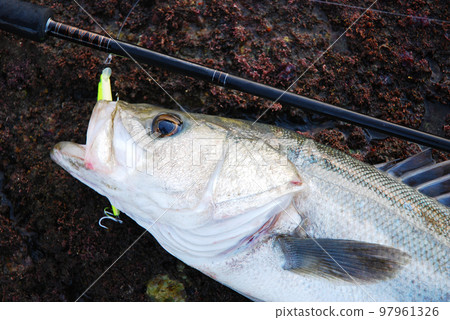 Lure fishing Lure fishing 97961326