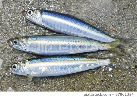 3條沙丁魚 3條沙丁魚 97961384