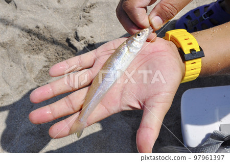 shirogi of the palm shirogi of the palm 97961397