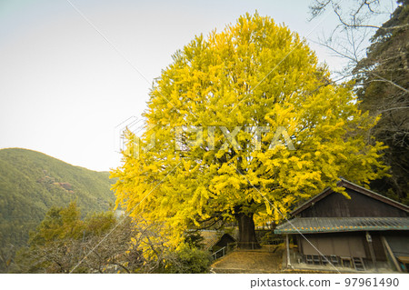 福定的大銀杏樹,和歌山縣田邊市,熊野古道中邊地 福定的大銀杏樹,和歌山縣田邊市,熊野古道中邊地 97961490