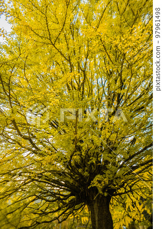 Fukusada's Great Gingko Tree, Tanabe City, Wakayama Prefecture, Kumano Kodo Nakahechi Fukusada's Great Gingko Tree, Tanabe City, Wakayama Prefecture, Kumano Kodo Nakahechi 97961498
