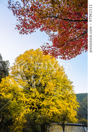 福定的大銀杏樹，和歌山縣田邊市，熊野古道中邊地 97961511