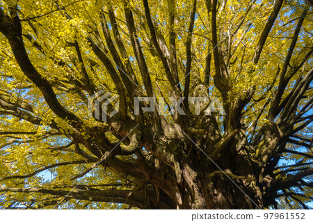 Fukusada's Great Gingko Tree, Tanabe City, Wakayama Prefecture, Kumano Kodo Nakahechi 97961552