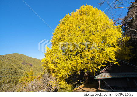 Fukusada's Great Gingko Tree, Tanabe City, Wakayama Prefecture, Kumano Kodo Nakahechi 97961553