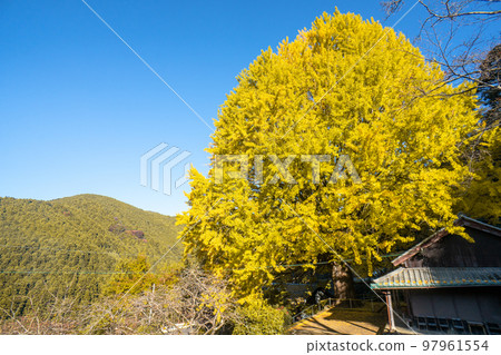 Fukusada's Great Gingko Tree, Tanabe City, Wakayama Prefecture, Kumano Kodo Nakahechi 97961554
