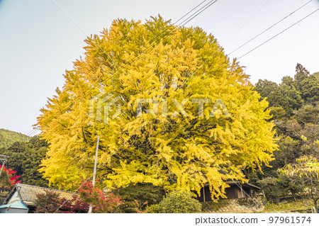 Fukusada's Great Gingko Tree, Tanabe City, Wakayama Prefecture, Kumano Kodo Nakahechi 97961574